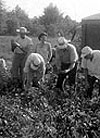 workers in farm field